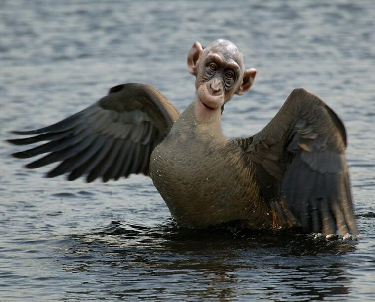 Funny-Animal-Pictures-Monkey-Goose.jpg