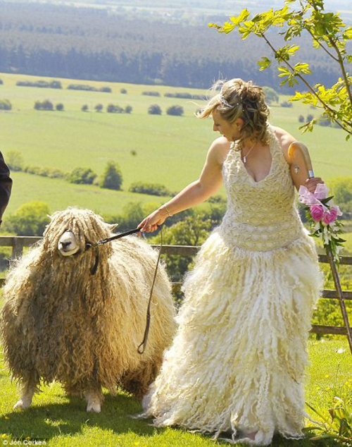 Gotta love a Montana wedding. bride with sheep Funny Wedding Pictures, Bad Wedding Photos,Wedding disasters, disastrous weddings, ugly wedding dresses, bad wedding dresses, wedding photography, wedding photographers, horrible weddings, wedding invitations, affordable weddings, worst wedding pictures