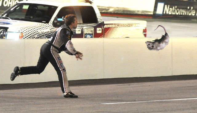 Tony Stewart Throws Possum Tony Stewart, Tony Stewart Throws his Helmet at Matt Kenseth, Bristol Motor Speedway, funny pictures of NASCAR Drivers, funny pictures of Tony Stewart, Smoke,