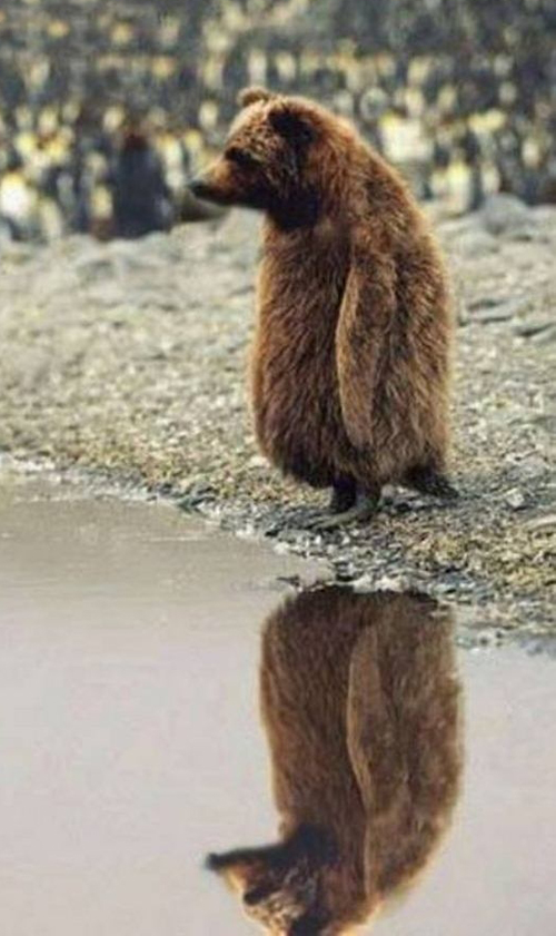 funny-pictures-bear-by-pond.jpg