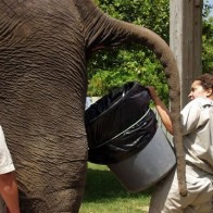 Zoo Keeper Elephant Dung Elephant pooping random pics, funny pictures awkward family photos, worst tattoos, bad tattoos, crazy people, stupid people, bad signs, funny signs, funny products wtf fail