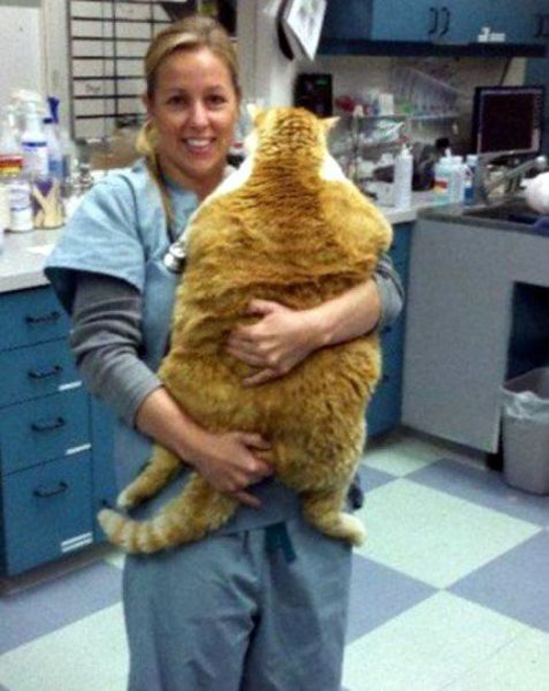 Crazy Fat Cat 107