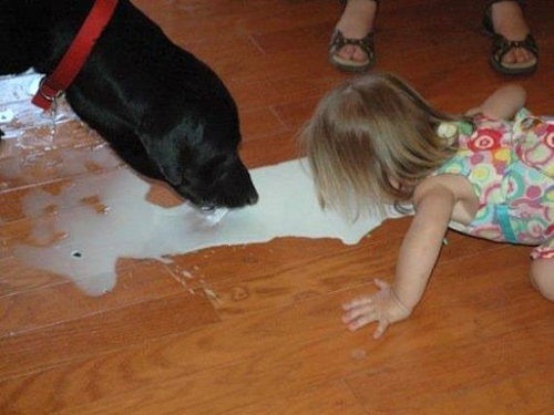 Despite the toughest of challengers... Nobody can beat my niece in a Milk Lapping Contest. girl lapping milk from floor girl with dog Balls door knocker funny pictures weird pictures pics awkward family photos bad tattoos worst tattoos stupid people bad family photos funny family pics random strange