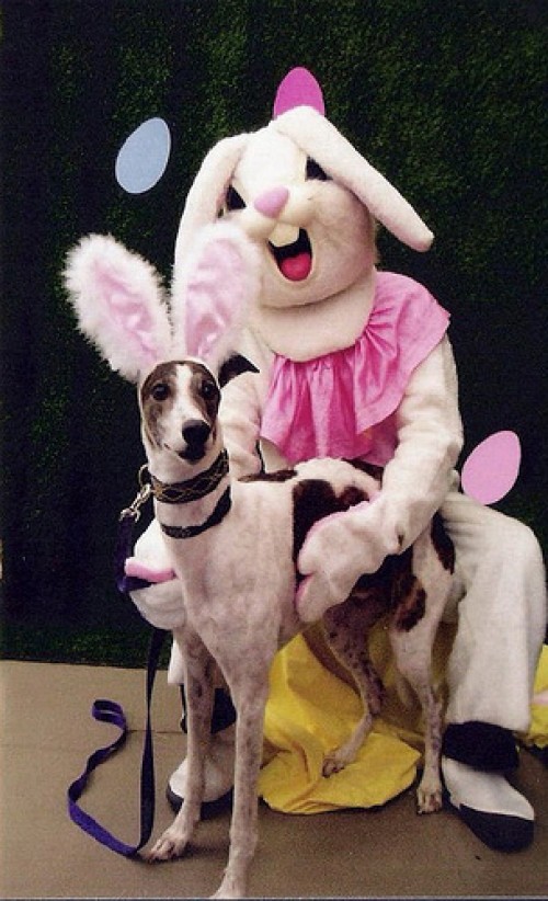 http://www.teamjimmyjoe.com/wp-content/uploads/2013/03/8-creepy-scary-menacing-easter-bunny-e1303401265418.jpg
