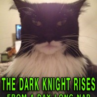 Funny Cat Memes The Dark Night Rises funny pictures dumb crazy people awkward family photos worst tattoos bad tattoos horrible random pics strange bizarre wtf fail stupid people photobombs stupid humor redneck humor weird people pic dump people of walmart bad family weird