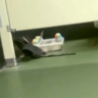 Uploaded from a fan’s cell phone by NBC 2 in Houston, a vendor at Minute Maid Park brought his tray of sno cones into a bathroom stall while he took a dump.