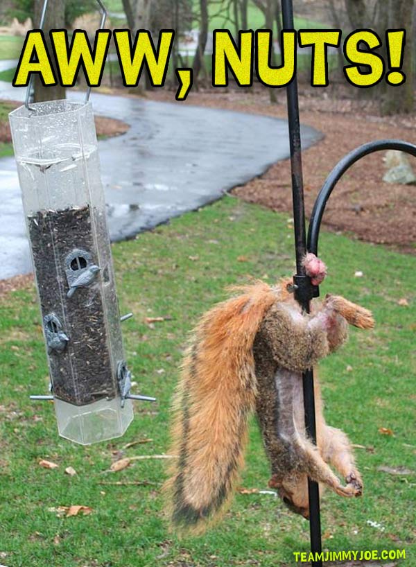 Squirrel Balls Memes