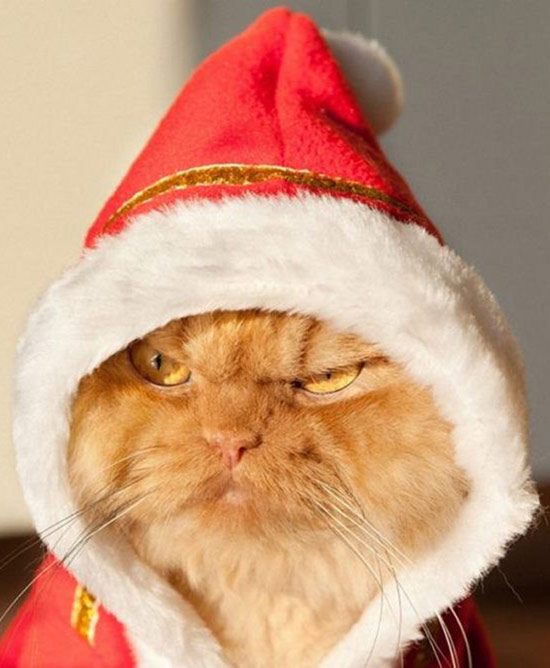 jelly cat santa
