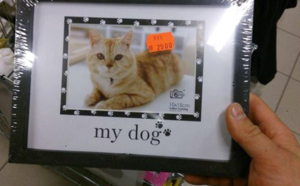 had-one-job-fails-my-dog-cat-picture.jpg