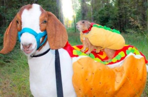 squirrel-hot-dog-costume-riding-goat-300x197.jpg