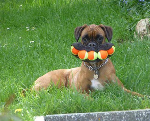 dog-balls-mouth-funny.jpg