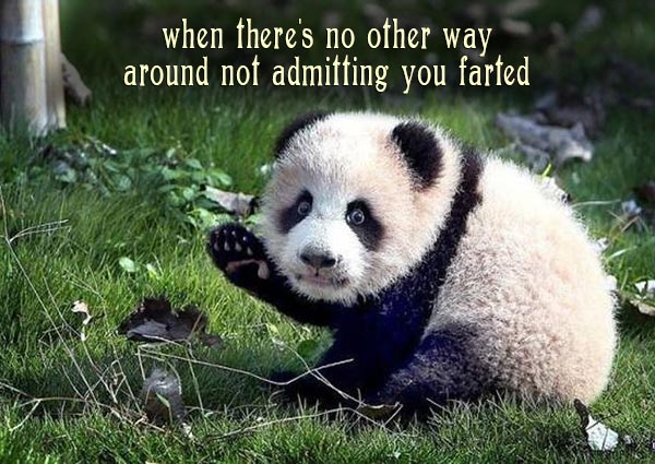 funny-panda-meme-farting.jpg