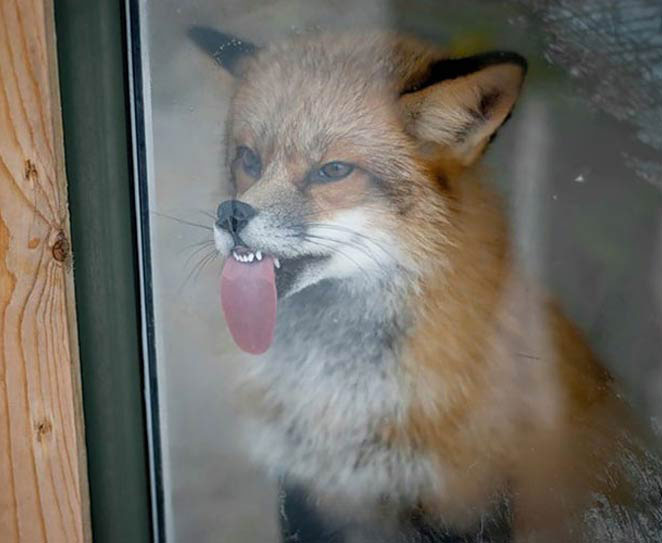 fox-face-tongue-against-windo.jpg