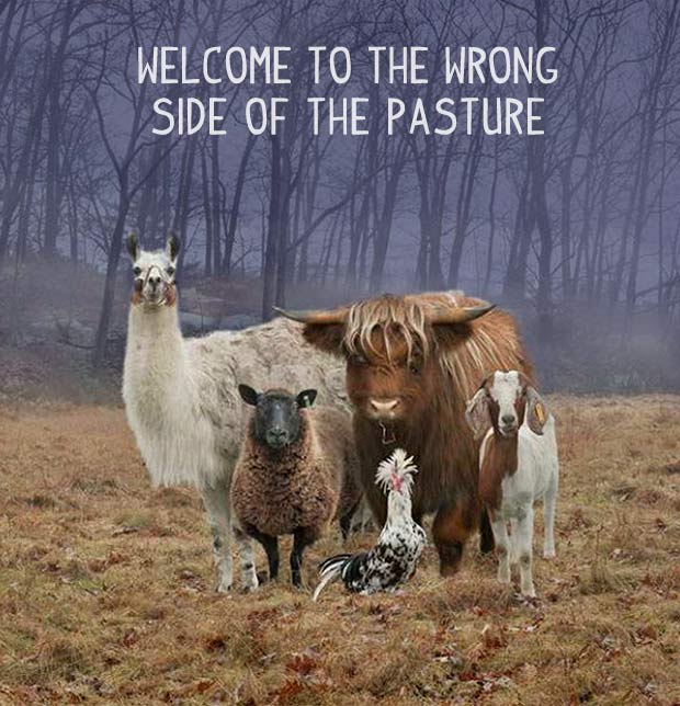 Funny Farm Memes.